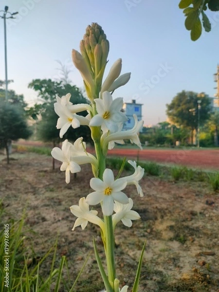 Obraz spring flowers in the garden