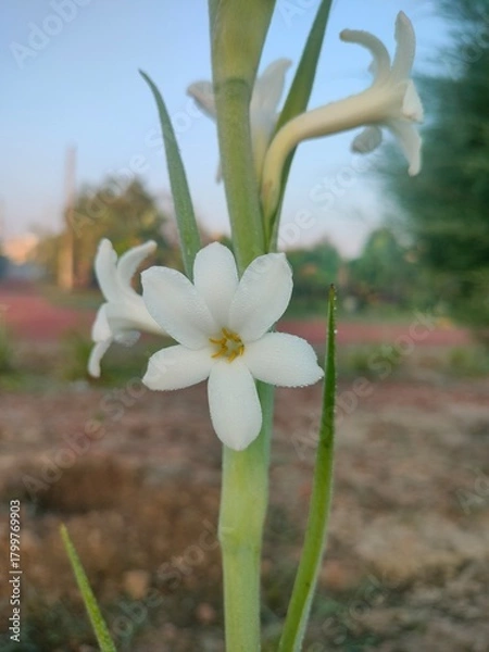 Obraz white hyacinth on a blue background