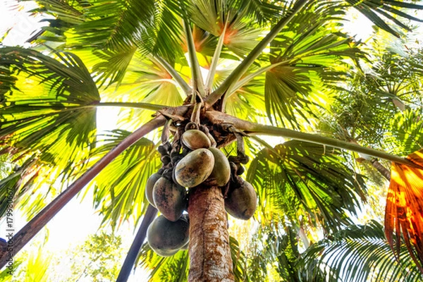 Obraz cocotier de mer