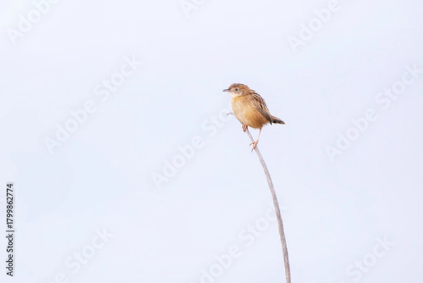 Fototapeta Isolated zitting Cisticola perched on a bush on the Cantabrian coast in Asturias.