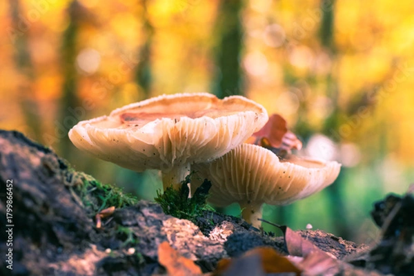 Fototapeta Autumn impression. Mushroom in the forest. Nature, seasons concept