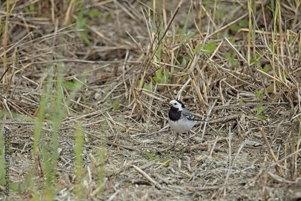 Fototapeta Closeup of White wagtail (motacilla alba), with food in it´s beak, Laajalahti, Espoo, Finland.