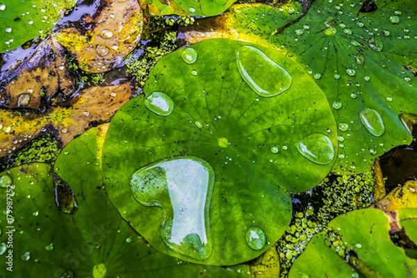 Obraz Water lily leaves with water drops, closeup. Green waxy leaves floating on water, after rain.