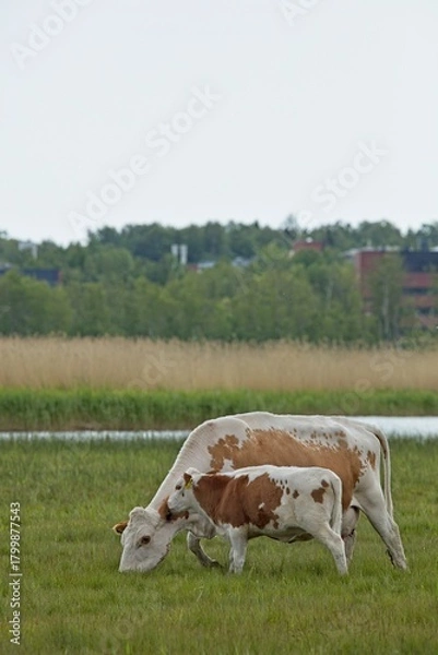 Fototapeta Mother cow and baby calf in a field in summer, Laajalahti, Espoo, Finland.