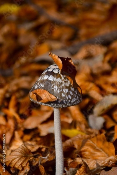 Obraz mushroom in the forest