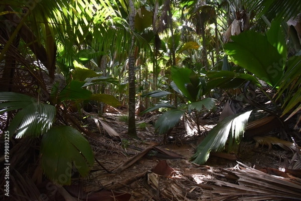 Obraz Vallée de Mai Praslin Seychelles