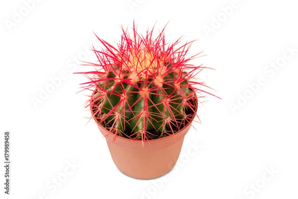 Fototapeta cactus with red needles