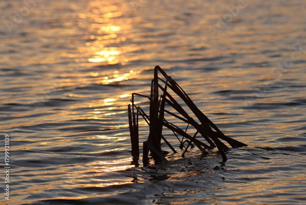Fototapeta A wind-blown cattail against the backdrop of a sunset reflected in the river water