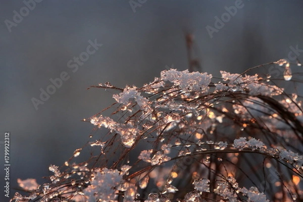 Fototapeta Reflection of an autumn sunset in ice floes on a dry field plant