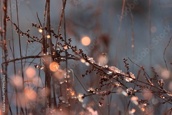 Fototapeta Reflection of an autumn sunset in ice floes on a dry field plant