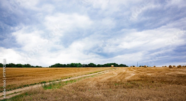 Obraz Cartway in rural area on a orange field