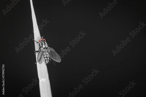Obraz Stubenfliege sitzt auf Grashalm, schwarzer Hintergrund