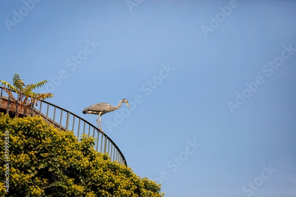 Obraz A crane sitting on a railing, view from below