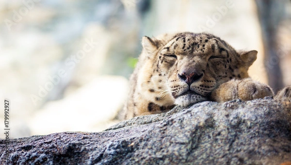 Obraz Close up of the head of a sleeping leopard