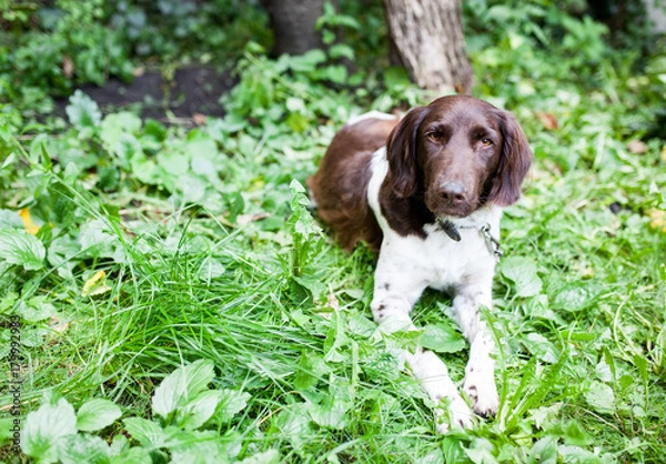 Obraz A dog sitting in the garden and looking into camera