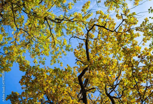 Obraz Zweige mit Blättern im Herbst mit blauem Himmel