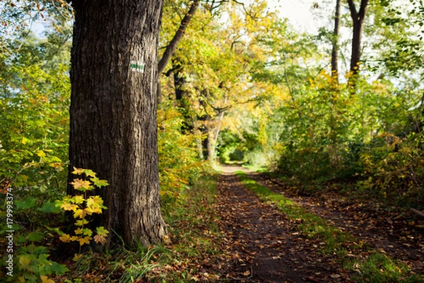 Obraz Waldweg im Herbstwald mit Baumstamm im Vordergrund