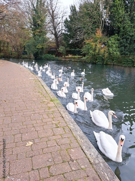 Obraz Swans, royal bird of the UK float along the river on a sunny day, looking like they are playing follow the leader and having fun.