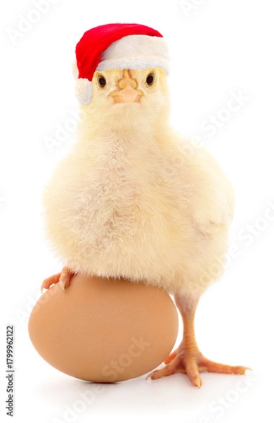 Obraz Cute broiler chick in Santa hat with egg isolated on white