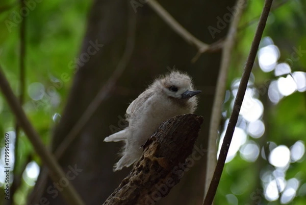 Obraz Phaéton à bec jaune ou paille en queue bébé