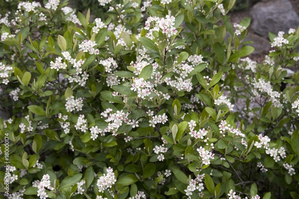 Obraz Aronia arbutifolia