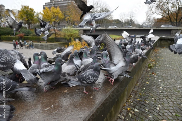 Obraz Posing Pigeons in Hamburg Public Park. Flying, dancing and playing pigeons. Planten un Blomen, Hamburg, Germany.