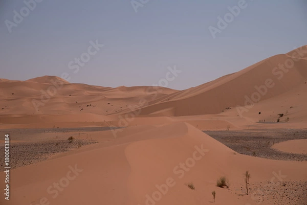 Fototapeta Vast sand dunes of the Algerian Sahara with textured ridges and a pastel sky