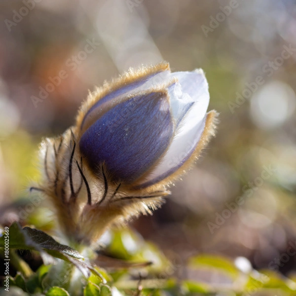 Obraz beautiful large-flowered early spring plant