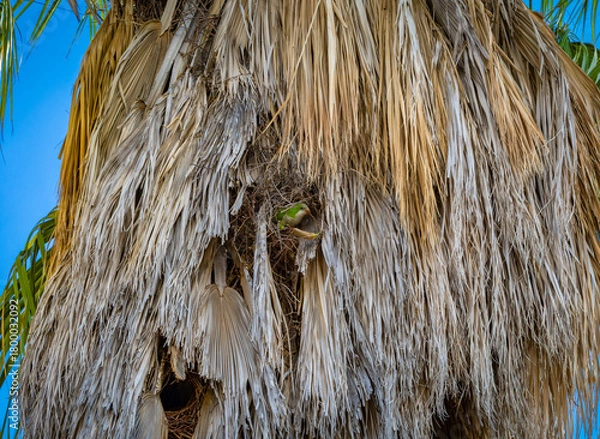 Obraz Perruche à collier dans son nid