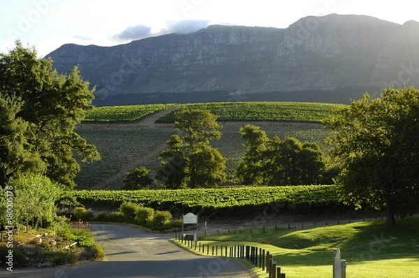 Obraz Vineyard Cape Town