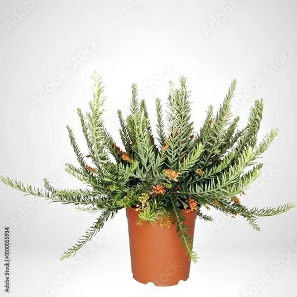 Fototapeta green tree on white background