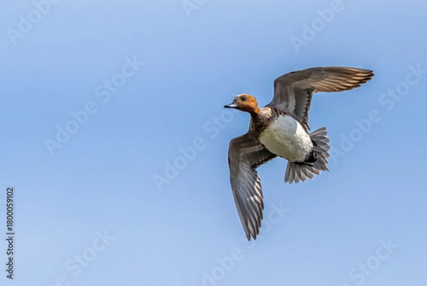 Obraz Eurasian wigeon