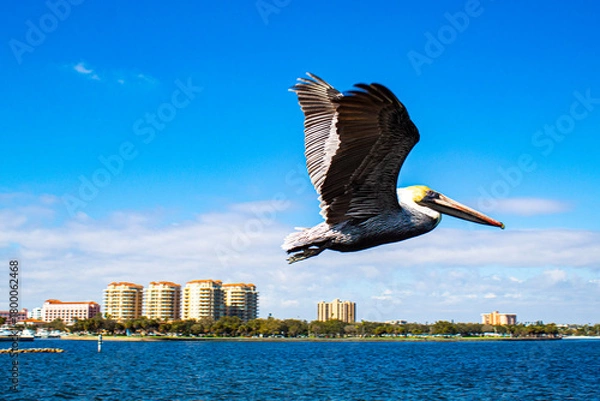 Obraz pelican in flight