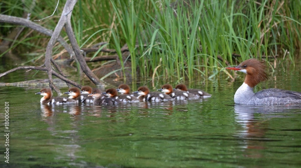 Obraz Common Merganser with babies