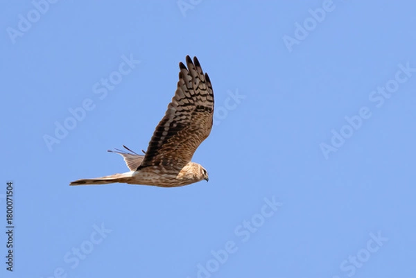 Obraz Pallid Harrier