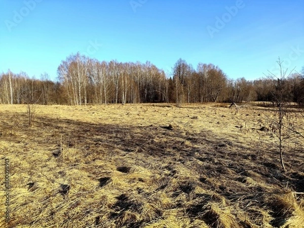 Obraz A spring landscape with dry grass in a field and a blue sky in the background. It's April, the first warm days after the snow melts. A unique image of wildlife.