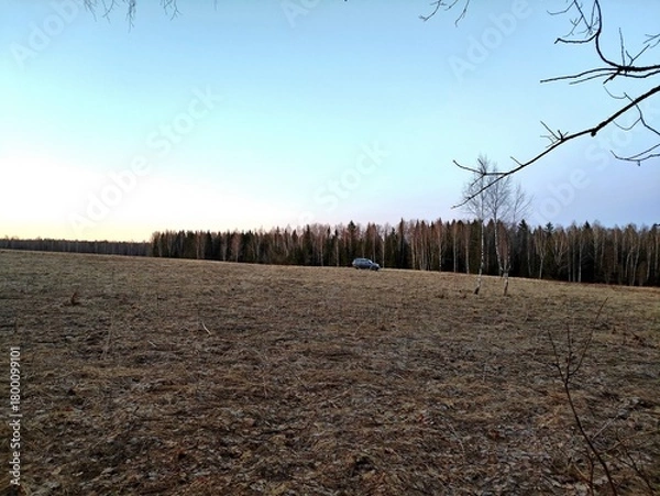 Fototapeta A spring landscape with dry grass in a field and a blue sky in the background. It's April, the first warm days after the snow melts. A unique image of wildlife.
