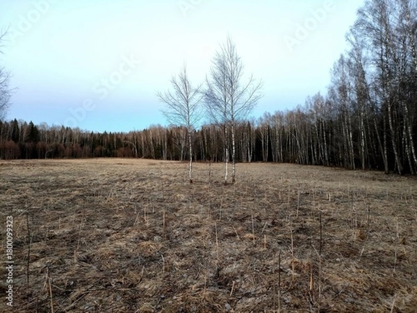 Obraz A spring landscape with dry grass in a field and a blue sky in the background. It's April, the first warm days after the snow melts. A unique image of wildlife.