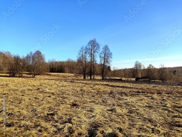 Obraz A spring landscape with dry grass in a field and a blue sky in the background. It's April, the first warm days after the snow melts. A unique image of wildlife.