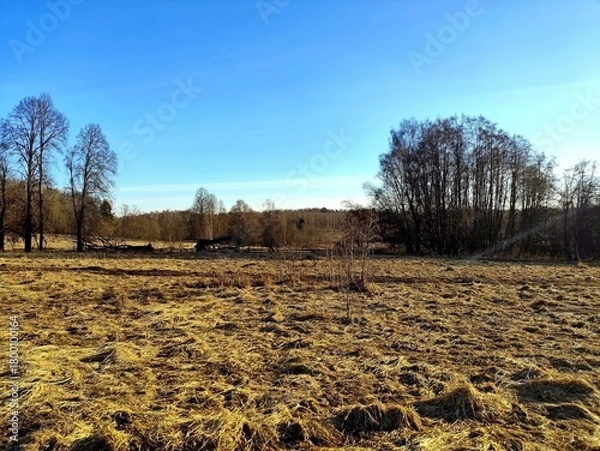 Obraz A spring landscape with dry grass in a field and a blue sky in the background. It's April, the first warm days after the snow melts. A unique image of wildlife.
