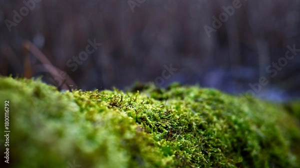 Obraz Close-up of vibrant green moss growing on a natural surface in a forest setting. The richly textured moss is sharply focused, highlighting its delicate structure and lush appearance. A blurred backgro