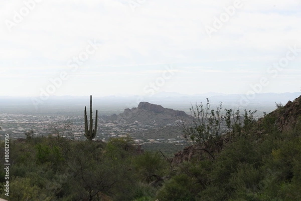 Obraz Sonoran Desert