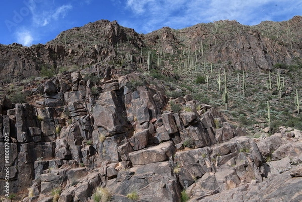 Obraz Sonoran Desert