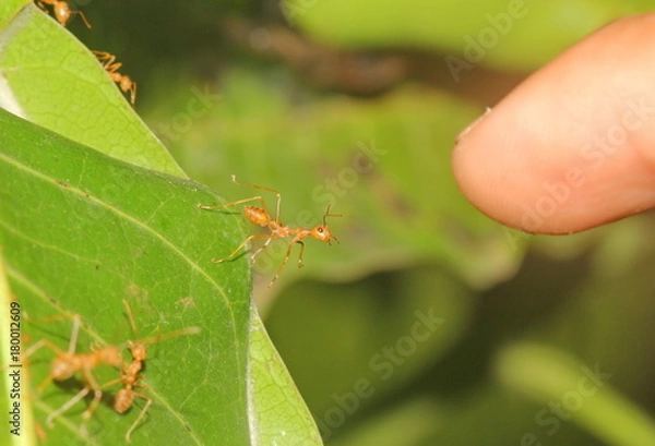 Fototapeta ant and finger