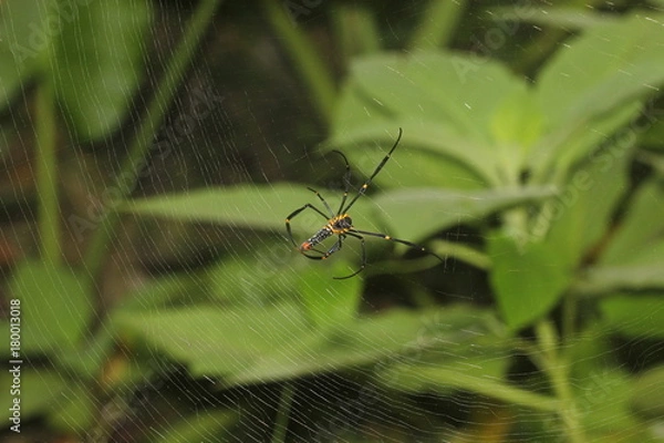Fototapeta gaint long jawed orb weaver   