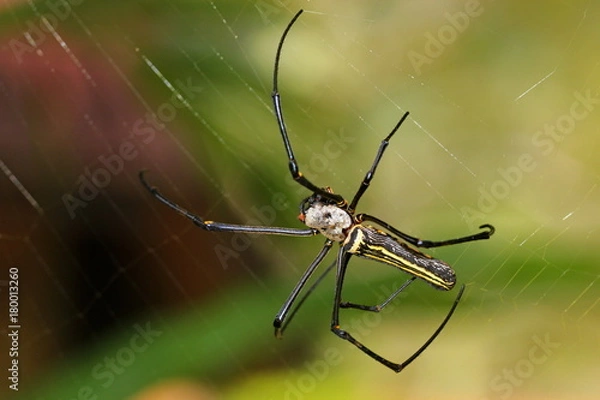 Fototapeta gaint long jawed orb weaver
