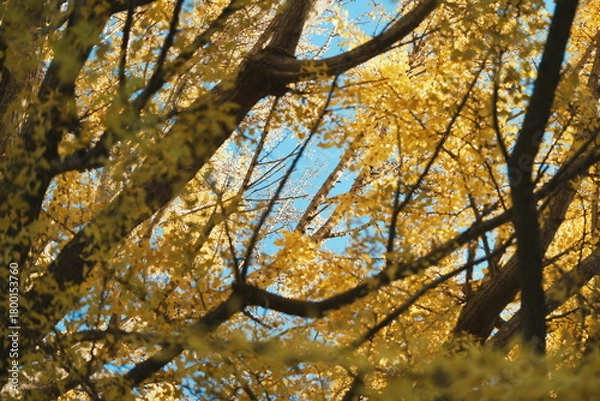 Obraz 大きなイチョウの木を下から見上げる