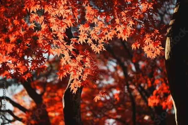Obraz コントラストが印象的な夕日に照らされる真っ赤な紅葉