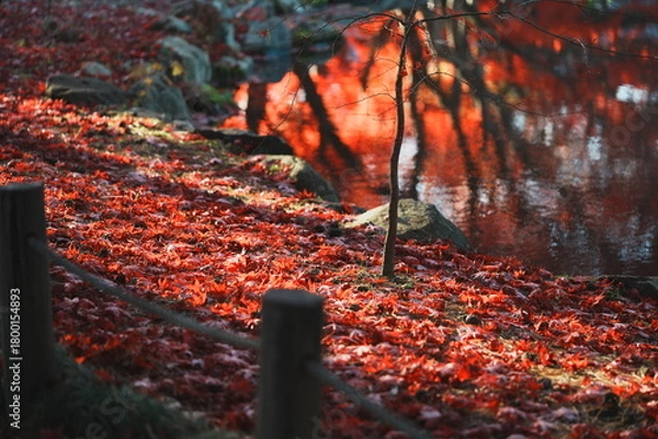 Obraz 庭園の秋の紅葉の落ち葉