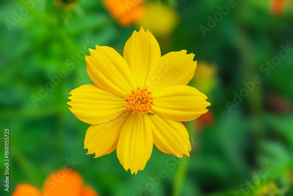 Fototapeta Bright yellow cosmos flower in full bloom, blurred green background.  creating a fresh and cheerful nature scene. Ideal for themes of gardening, and natural beauty.